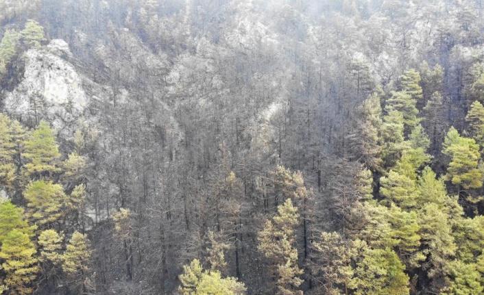 Alanya’da yanan ormanlık alan havadan görüntülendi