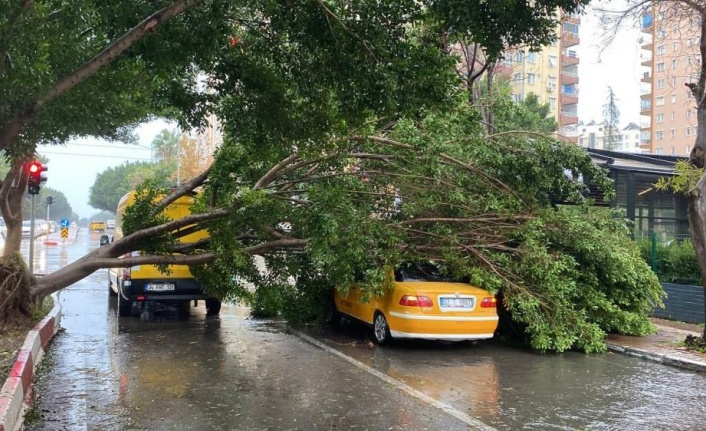 Antalya'da fırtınaya dayanamayan Benjamin ağacı araçların üzerine devrildi