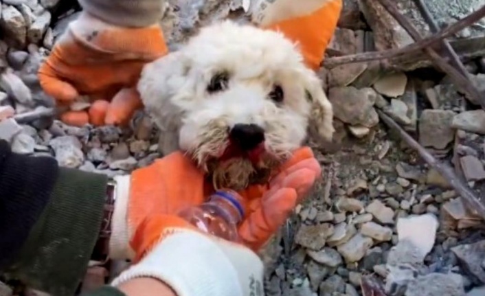 Depremzede hayvan dostlara Alanya'da ücretsiz yardım
