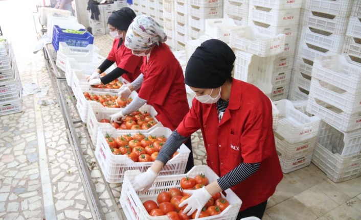İşlem gören domates miktarı geçen yılın aynı ayına göre yüzde 19 azaldı