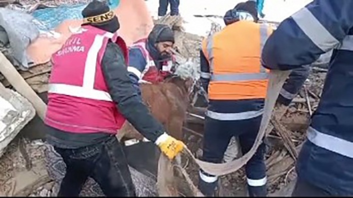 Konyaaltı ekipleri, deprem bölgesinde can dostları da kurtardı