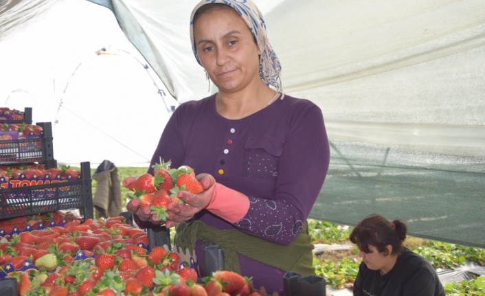 45 gün beklenip 6 ay hasat yapılıyor