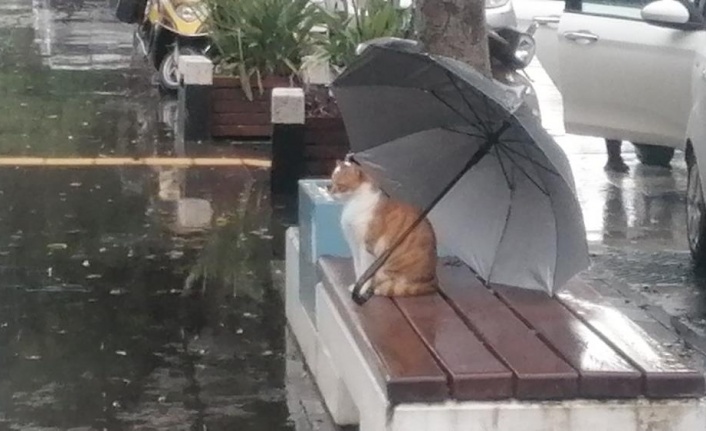 Yağmurda ıslanmasın diye şemsiyesini kedinin üzerine açıp gitti