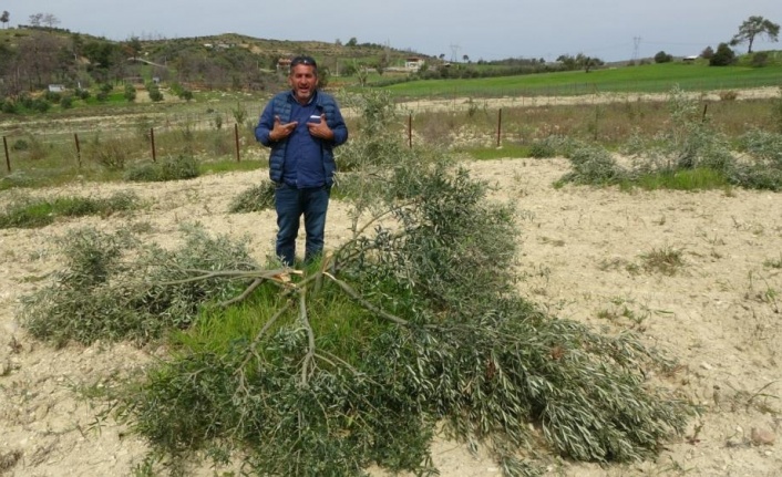 3 dönüm üzerinde bulunan 95 adet zeytin ağacını kesip katlettiler