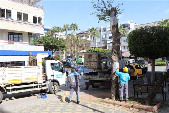 Doğa mirası ağaçlara bakım çalışmaları devam ediyor