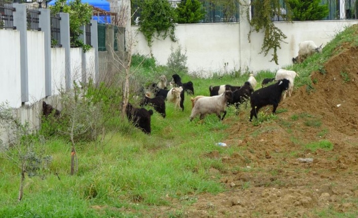 Koyun ve keçi sürüleri villaların bahçelerini talan ediyor