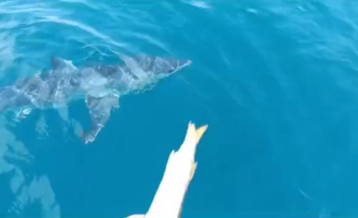 Köpekbalığından balıkçı teknesine taciz üstüne taciz