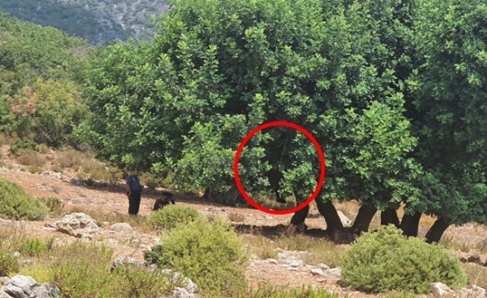 Alanya’da kendini ağaca asıp intihar etti