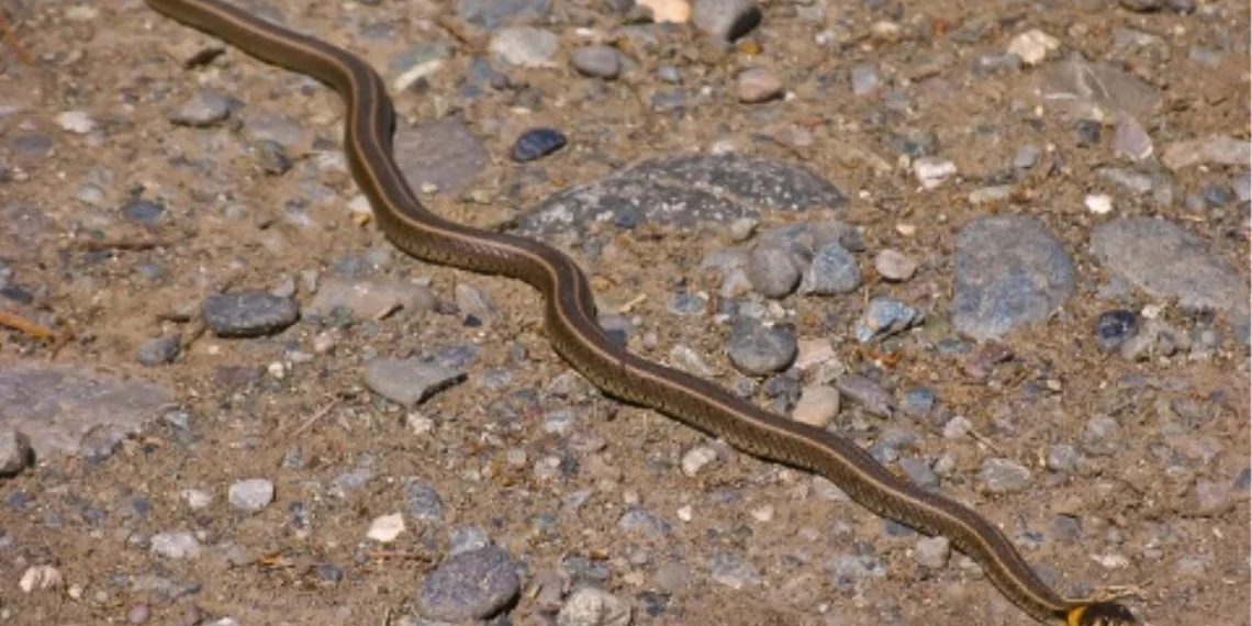 Alanya’da yılanı vurmak isterken kendini vurdu