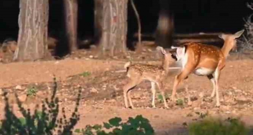 Antalya'da 2023 yılının ilk alageyik yavruları görüntülendi