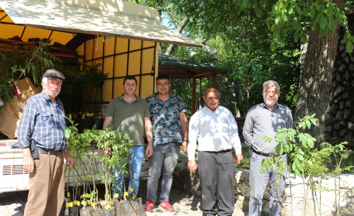 Büyükşehir Belediyesi 10 biner adet ceviz ve zeytin fidanı hibe etti