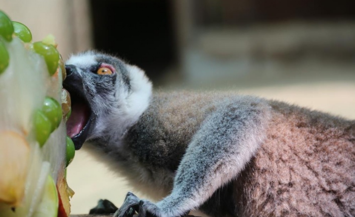 Kavurucu sıcakta maymunlar özel buzlu meyve kokteyliyle, boz ayı ailesi ise havuzda serinliyor