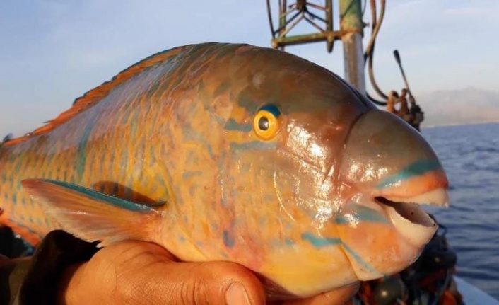 Kızıldeniz'den Akdeniz'e geçen tür sayısı 70 oldu, Karadeniz türleri tehlike altında