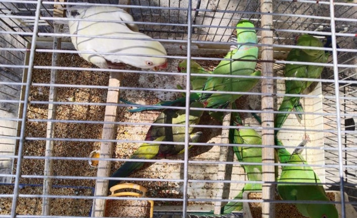 Pazar yerinde satışa çıkarılan 17 adet sultan papağanı ve 7 adet Pakistan papağanına el konuldu
