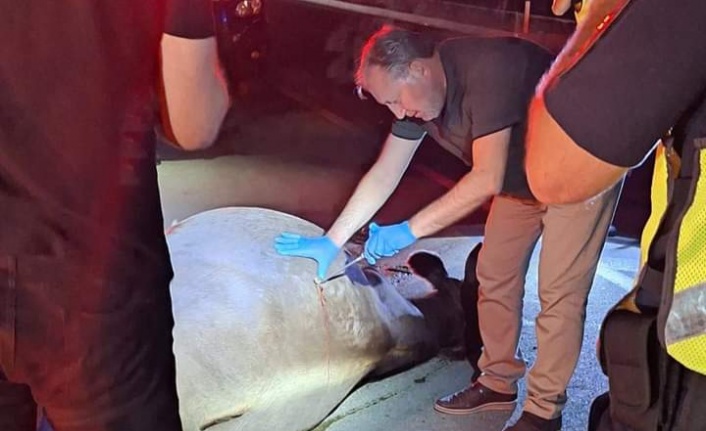 Rüzgar, Alanya yolunda kazazede ineğin hayatını kurtardı