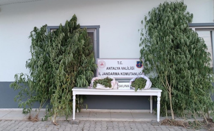 Antalya’da 17 kilogram skunk uyuşturucu ele geçirildi