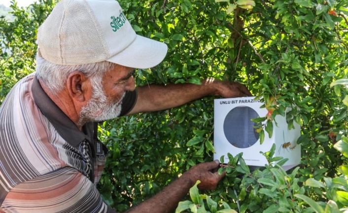 Büyükşehir’in çiftçilere faydalı böcek desteği ara vermedi