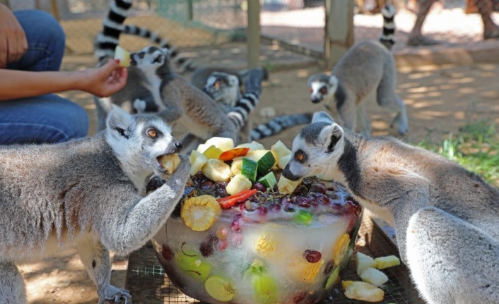 Sıcaktan bunalan hayvanlara buzlu meyve servisi