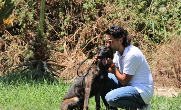 Türkiye'de nadir bulunup barınaktan kaçan Dutch Shepherd cinsi köpek için seferber oldular