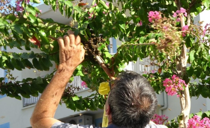 Ağaçta oğul veren bal arıları, vatandaş tarafından çuvala konuldu