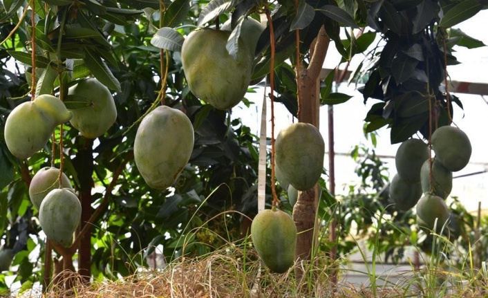 Alanya'da avokado ve mango temalı tropik meyve festivali başlıyor