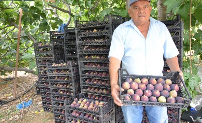 Antalya'da 800 rakımlı köyde incir hasadı başladı