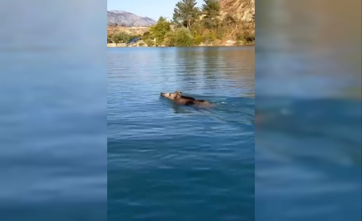 Baraj gölünde yüzen yaban domuzlarını gören vatandaşlar şaşkına döndü