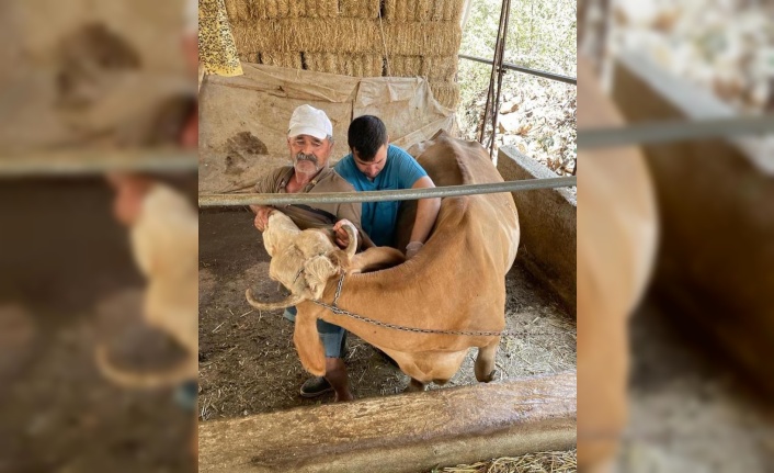 Gazipaşa'da 4 bin 700 büyükbaş hayvana şap aşısı yapıldı