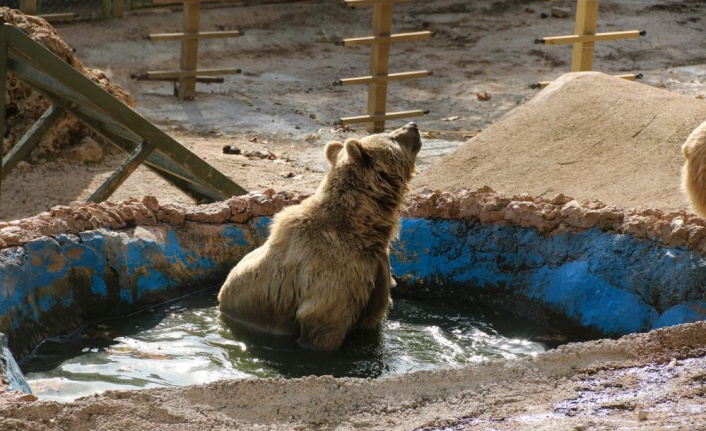 Antalya'da kış uykusa yatamayan ayılar havuz keyfine ara vermedi