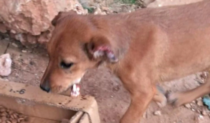 Alanya’da 4 köpeğin kulak ve kuyrukları kesildi