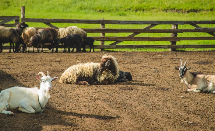 Tütüncü’den besicilere destek üstüne destek