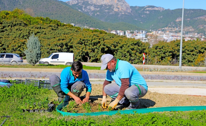 Alanya Belediyesi'nden yeşil seferberliği