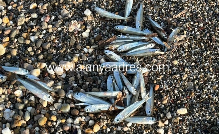 Alanya'da sabah yürüyüşüne çıkanları şoke eden görüntüler