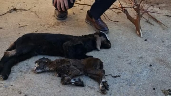 Soğuktan yeni doğan oğlak ve kuzular telef oldu