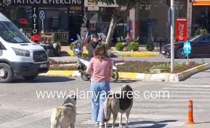 Alanya'da köpekler kırmızı ışıkta böyle bekledi