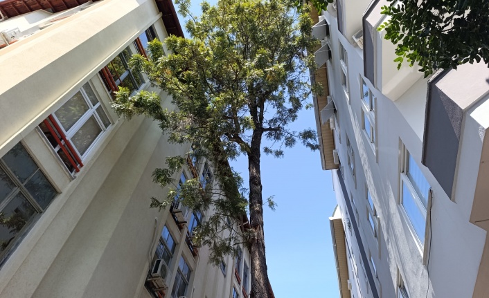 Alanya'da 55 yıllık ceviz ağacına vefa mücadelesi