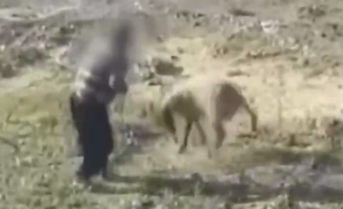 Alanya'daki bu vicdansızlık cezasız kalmadı