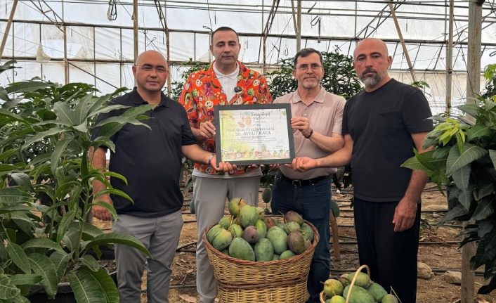 'Alanya mangosu daha kaliteli ve lezzetli'