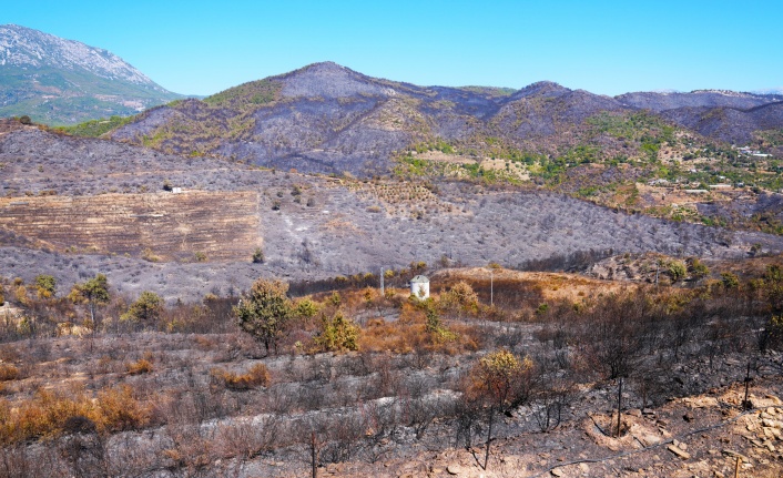 Alanya'daki yangınlarda korkunç bilanço