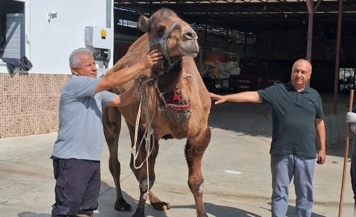 Alanyalı iş insanı deve kavurması ikram edecek