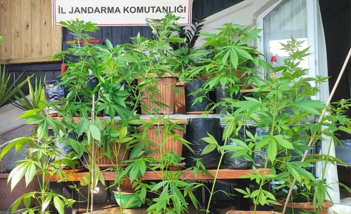 Alanya'da jandarma uyuşturucu satıcılarına göz açtırmıyor