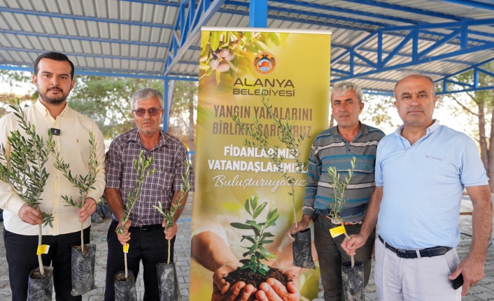 Alanya'da yanan köylere 34 bin zeytin fidanı