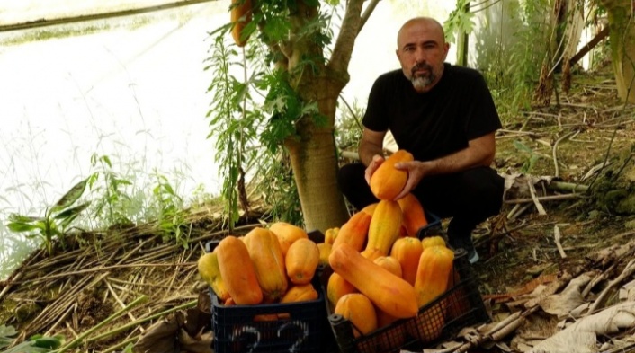 Tropikal meyvelerle Alanya markası yaratılacak