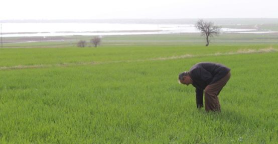 Beyşehir Gölü Kıyısındaki Ürünler Zarar Gördü 