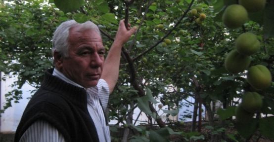 Sera Altı Kayısı Kilosu 25 Liradan Alıcı Buluyor 