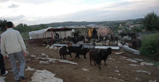 Tarsus’ta Hayvan Hırsızlarına Operasyon 