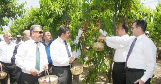 Tarsus'ta 'nektarin-şeftali Hasat Günü' Etkinliği 