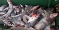 1 TON KÖPEKBALIĞI YAKALANDI
