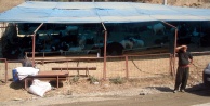 BU YIL KURBAN FİYATLARI EL YAKIYOR