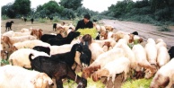 ÇOBANI BAĞLAYIP KEÇİLERİ ÇALDILAR